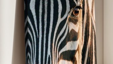 Photo of Портрет животного: шерсть и глаза