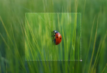 Photo of Скачать бесплатно программу для скриншотов