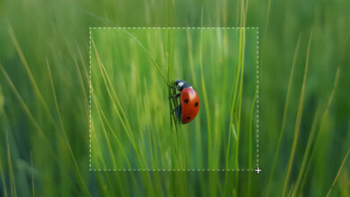 Photo of Скачать бесплатно программу для скриншотов