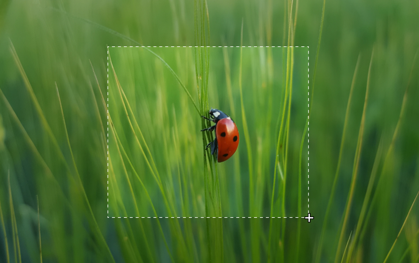 Фото 30 — Скачать бесплатно программу для скриншотов